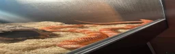 Corn Snake reptiles for sale: Corn snake with enclosure.  in South Shields - Advert 5