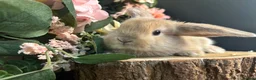 Mini Lop rabbits for sale: Pure Breed Mini Lop Butterfly new born bunnies  in Aberdare - Advert 9
