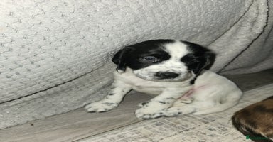 Cocker Spaniel dogs - Advert 6