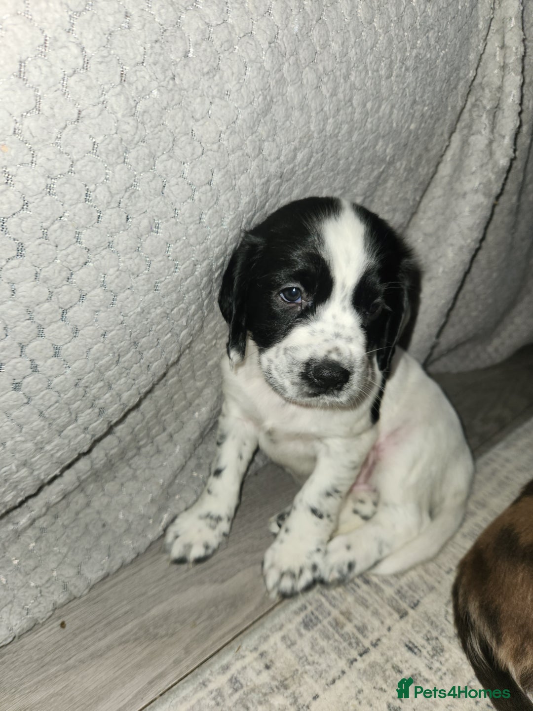 Cocker Spaniel dogs for sale: Cocker spaniel puppys. - Image 3