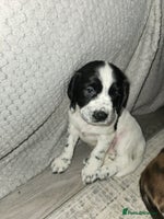 Cocker Spaniel dogs - Advert 2
