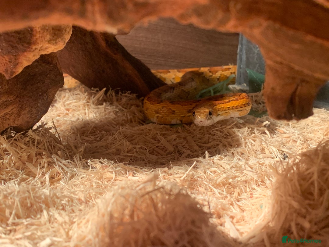 Corn Snake reptiles for sale:  Zep the cornsnake - Image 13