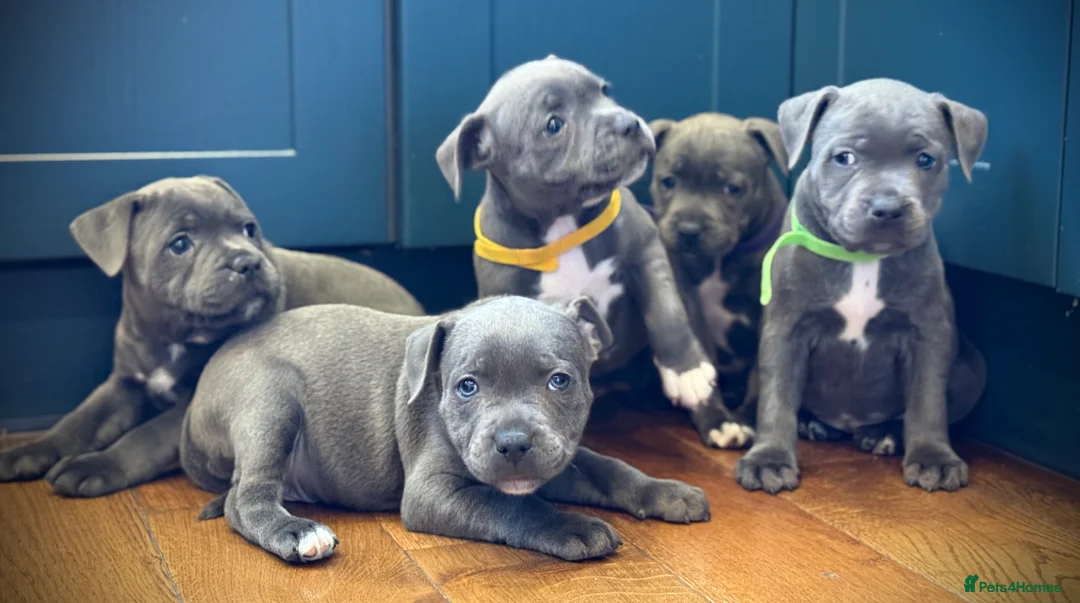 Staffordshire Bull Terrier dogs for sale: ❗️Adorable Staffy Puppies for Sale❗️ - Advert 7