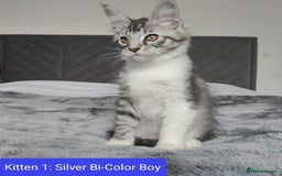 Maine Coon cats for sale: European Maine coon Kittens - Image 1