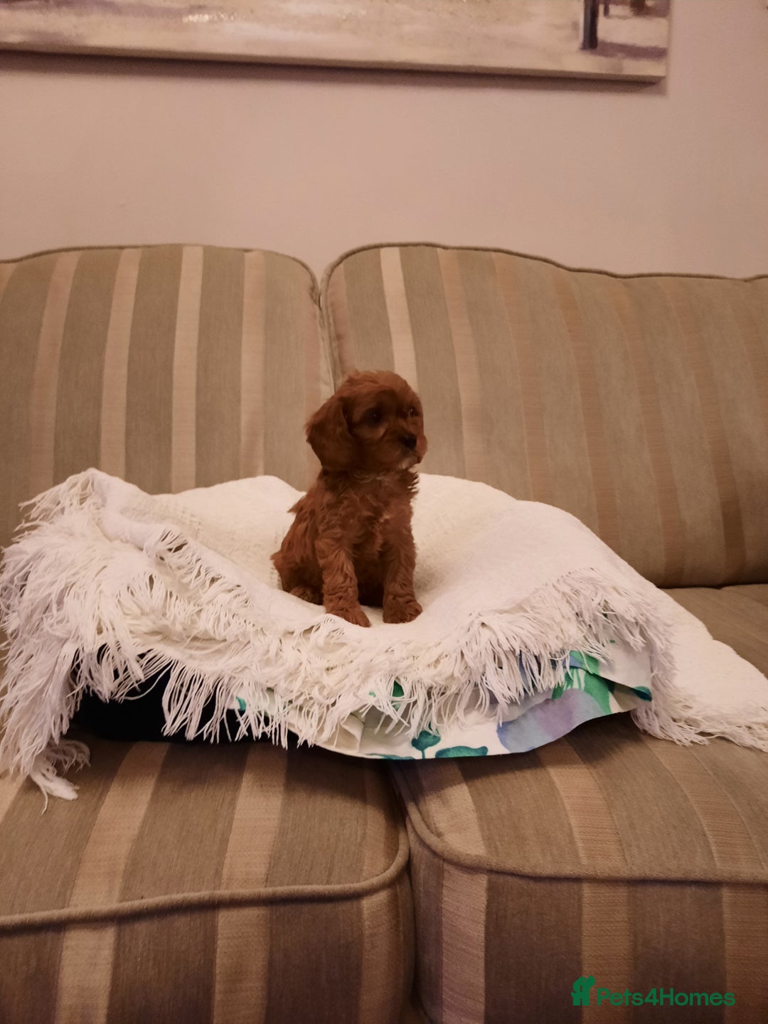 Cavapoo dogs for sale:  Cavapoo  - Advert 3