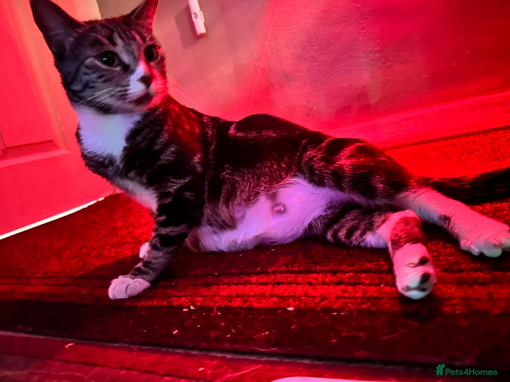 British Shorthair cats Beautiful kittens  - Advert 1