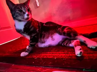 British Shorthair cats Beautiful kittens - Advert 1