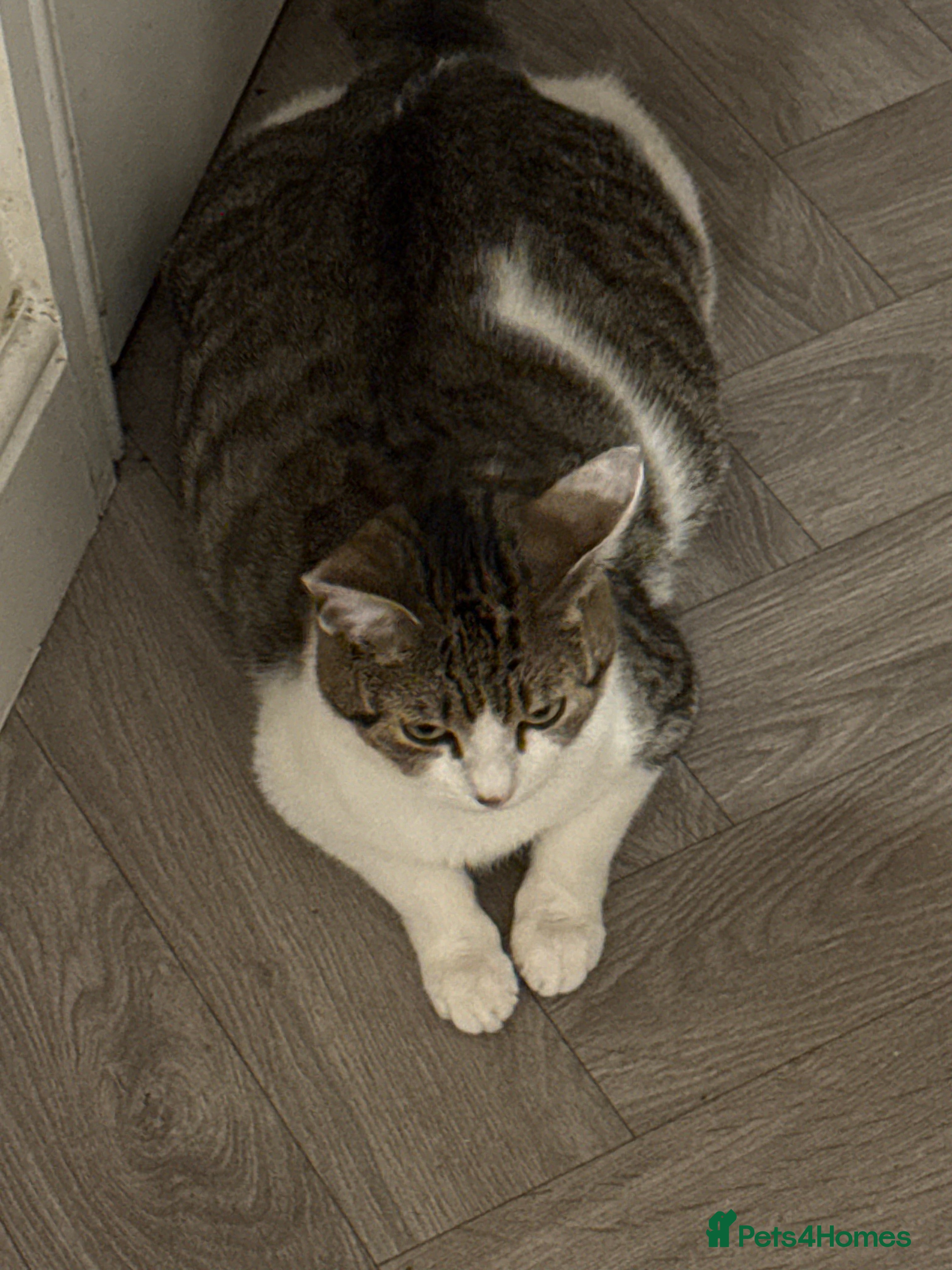 American Shorthair cats American shorthair x in Chichester - Advert 1