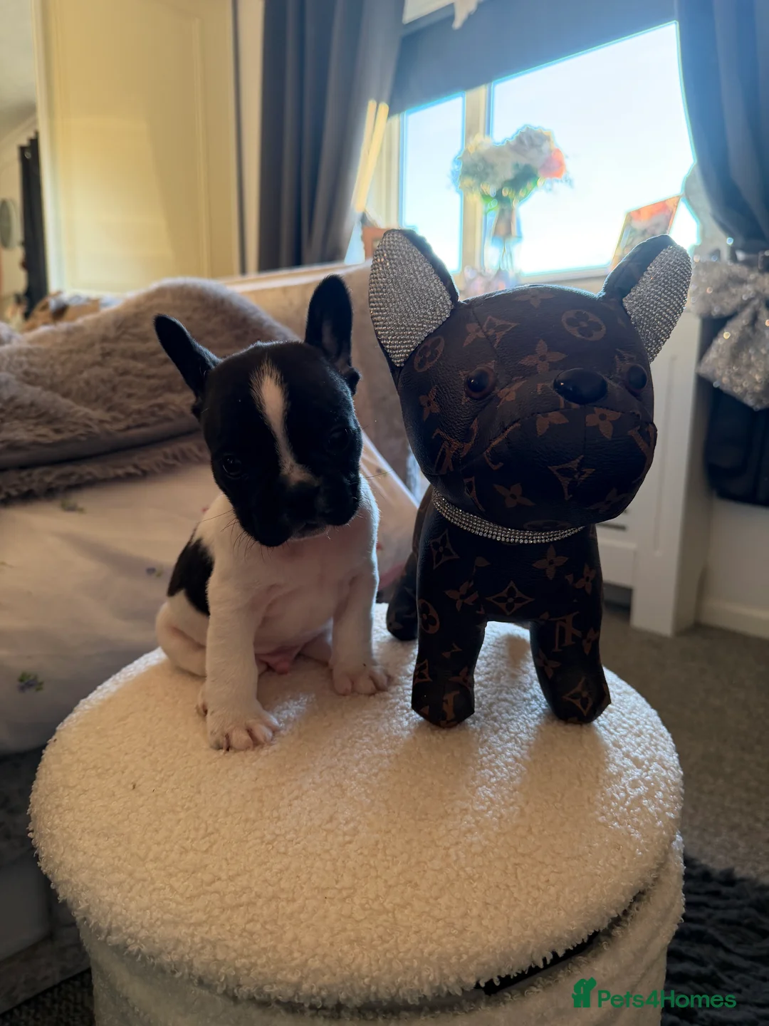 French Bulldog dogs for sale: Puppys  - Advert 7