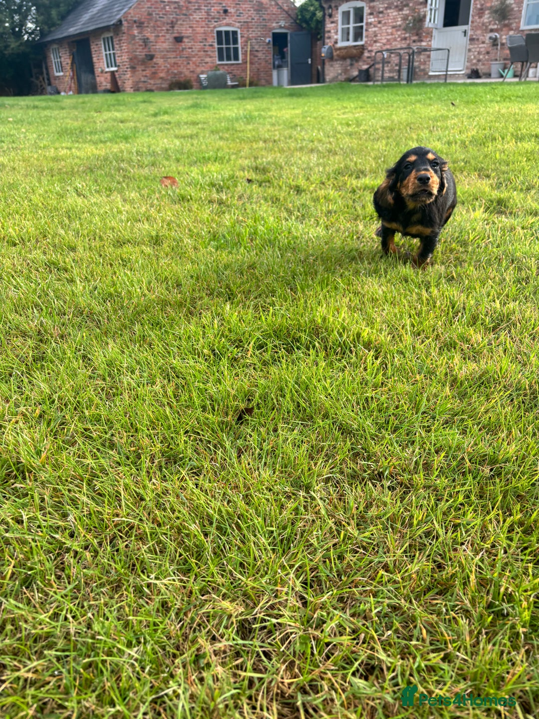 Cocker Spaniel dogs for sale: Champion bred working cocker spaniel - Image 13