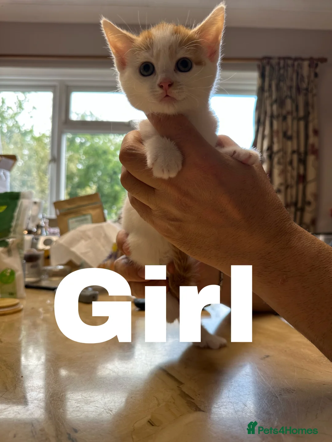 Mixed Breed cats for sale: 8 Lovely Kittens for Sale - Advert 2