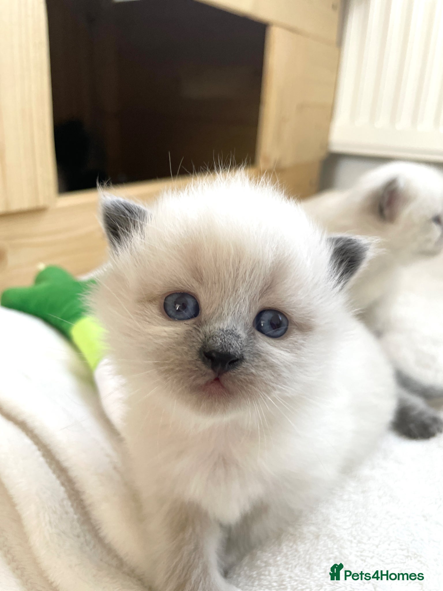Siberian cats for sale: 2 Pure Neva Masquerade kittens available  - Advert 12