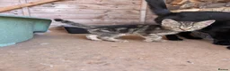 Mixed Breed cats for sale: 1x mixed breed male tabby kitten - Advert 3