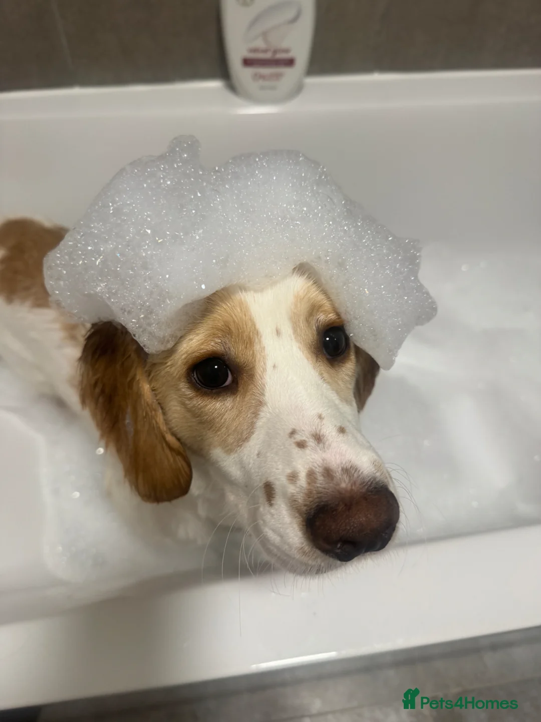 Cocker Spaniel dogs for sale: 7 month old Cocker Spaniel  - Advert 8