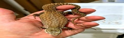 Leopard Gecko reptiles for sale: High end leopard geckos and red ackie monitors  - Advert 2