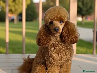 Maltipoo dogs Beautiful F1B Maltipoo Boy – Ready Now - Advert 1