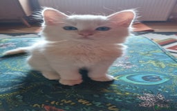 Ragdoll cats for sale: Mother and Son - Image 9