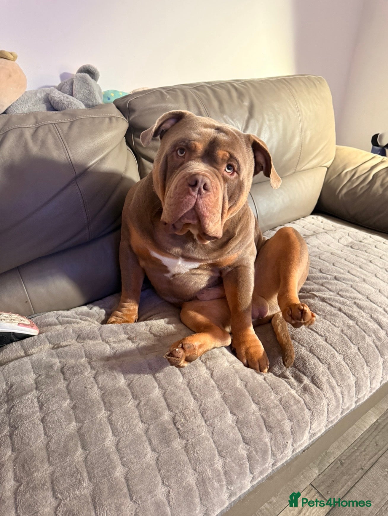American Bully dogs for sale: Beautiful pocket bully OBI  - Advert 2