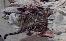 Bengal cats for sale: Stunning Male & Female Bengal Kittens Ready Now - Image 3
