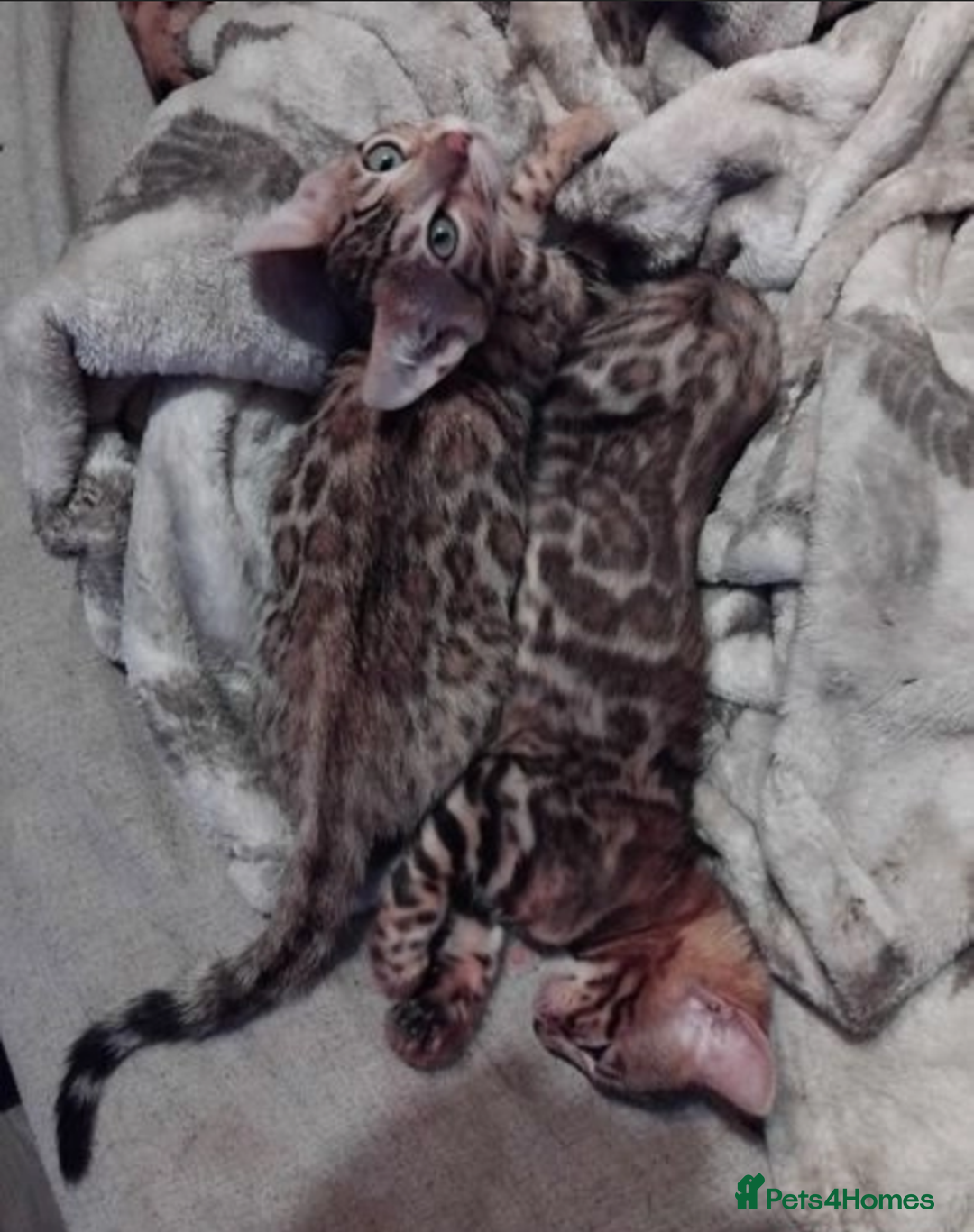 Bengal cats for sale: Stunning Male & Female Bengal Kittens Ready Now - Image 3