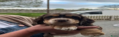 Puppy 5