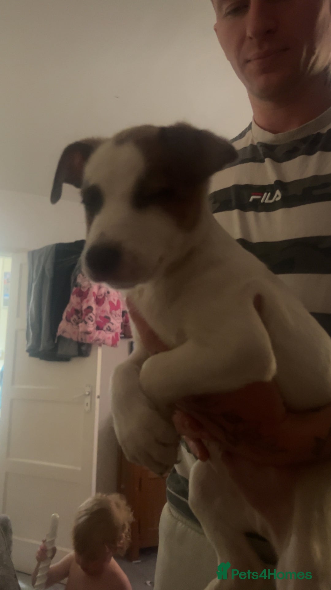 Mixed Breed dogs for sale: belgian malinois  X whippets  - Advert 3