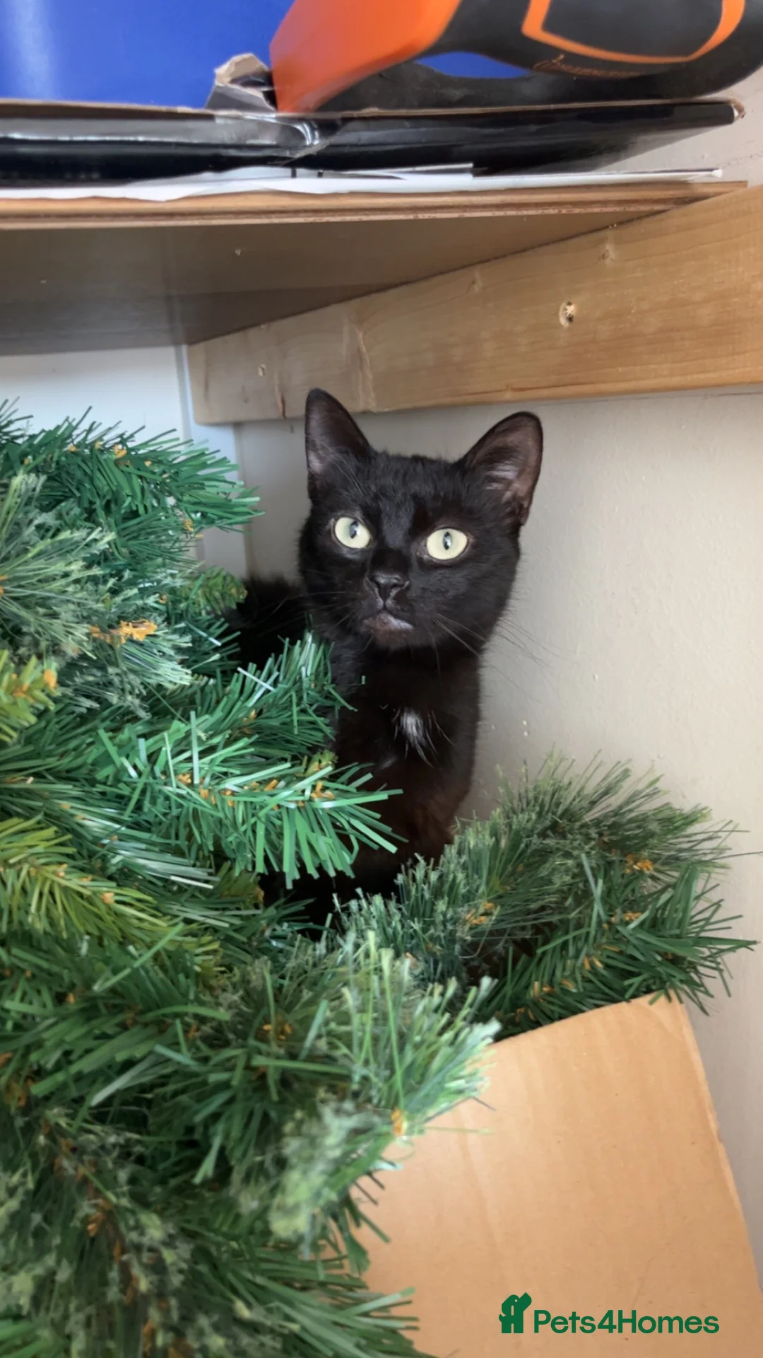 Bombay cats for sale: Two cats for free - Advert 9