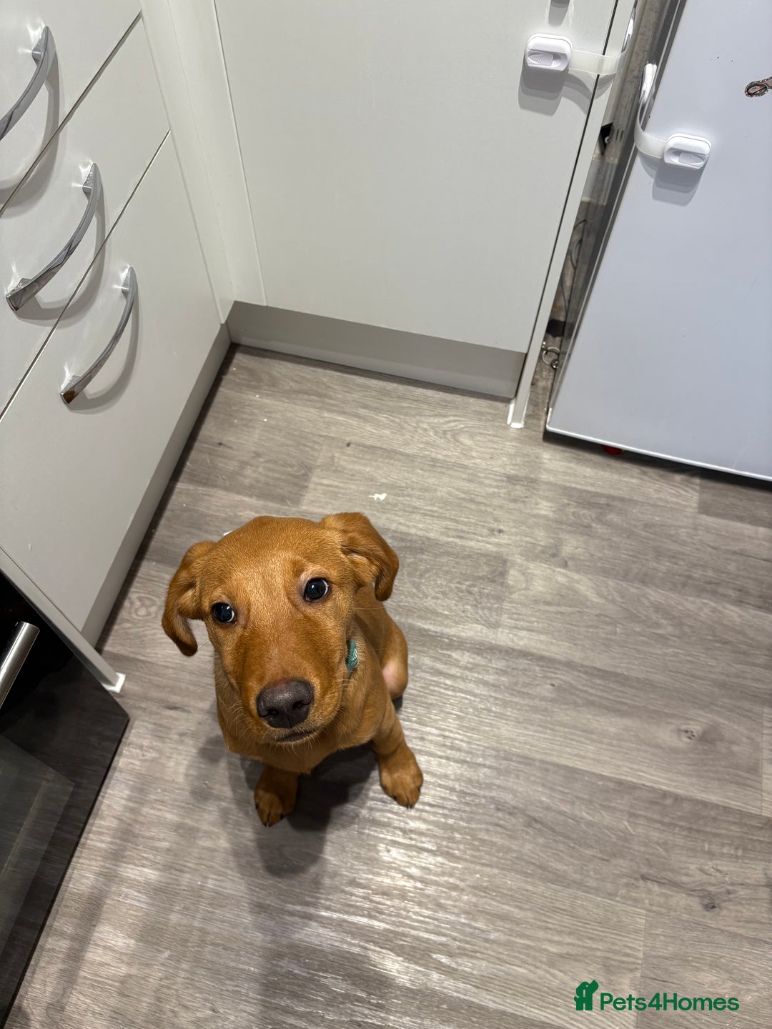 Labrador Retriever dogs for sale: Red Fox Labrador  - Advert 5