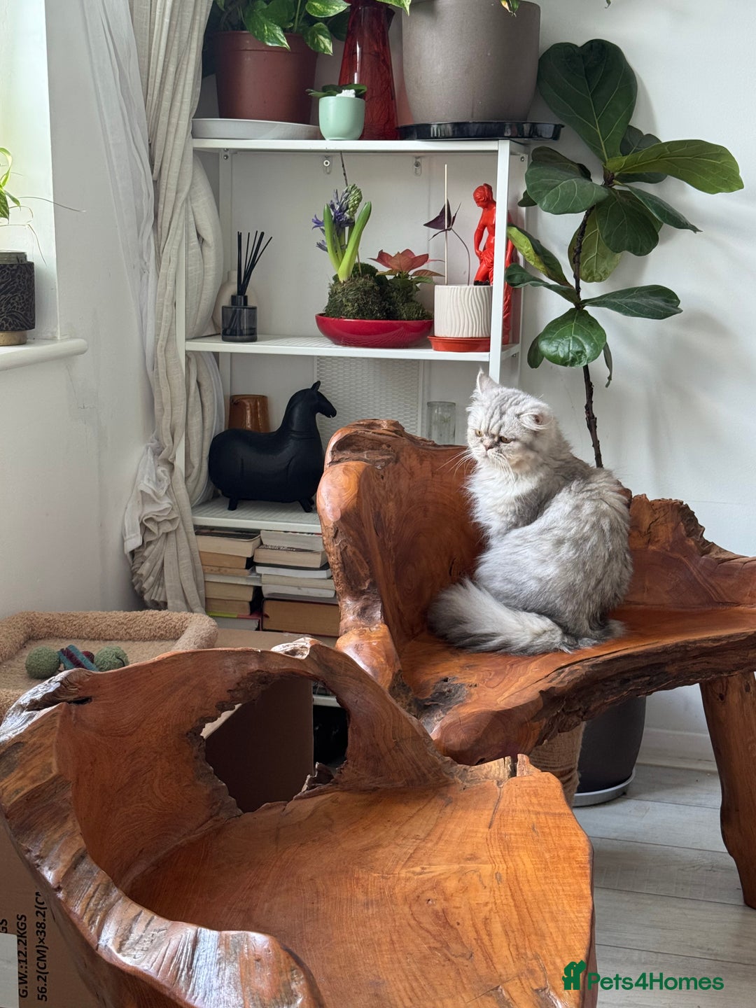 Persian cats for sale: Persian Cats  - Advert 2