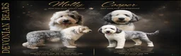 Old English Sheepdog dogs for sale: Fully health tested RKC Old English Sheepdog  - Advert 38