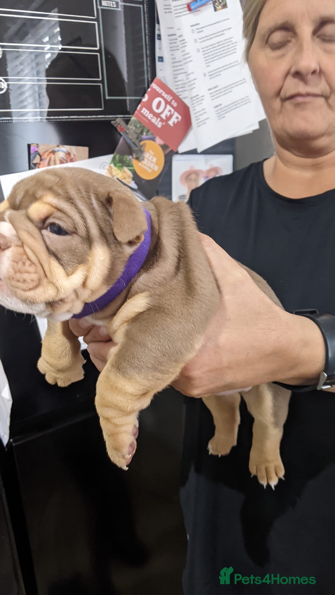 English Bulldog dogs for sale: Forever homes  - Image 18
