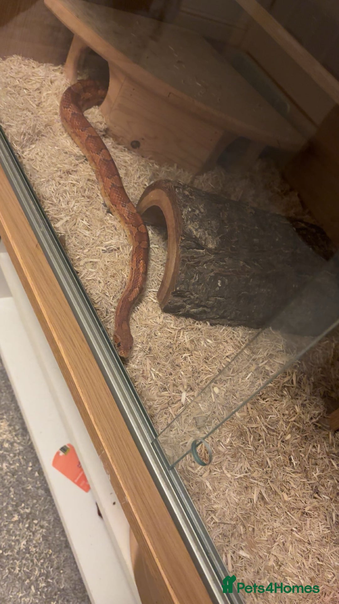 Corn Snake reptiles for sale: Corn Snake with Viv - Advert 5