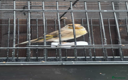 Mixed Breed birds for sale: 2025 Goldfinch mule  - Image 2