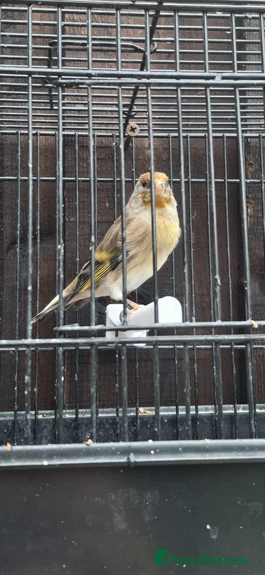 Mixed Breed birds for sale: 2025 Goldfinch mule  - Image 2