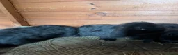 Mini Lop rabbits for sale: Beautiful Minilop babies - Advert 2