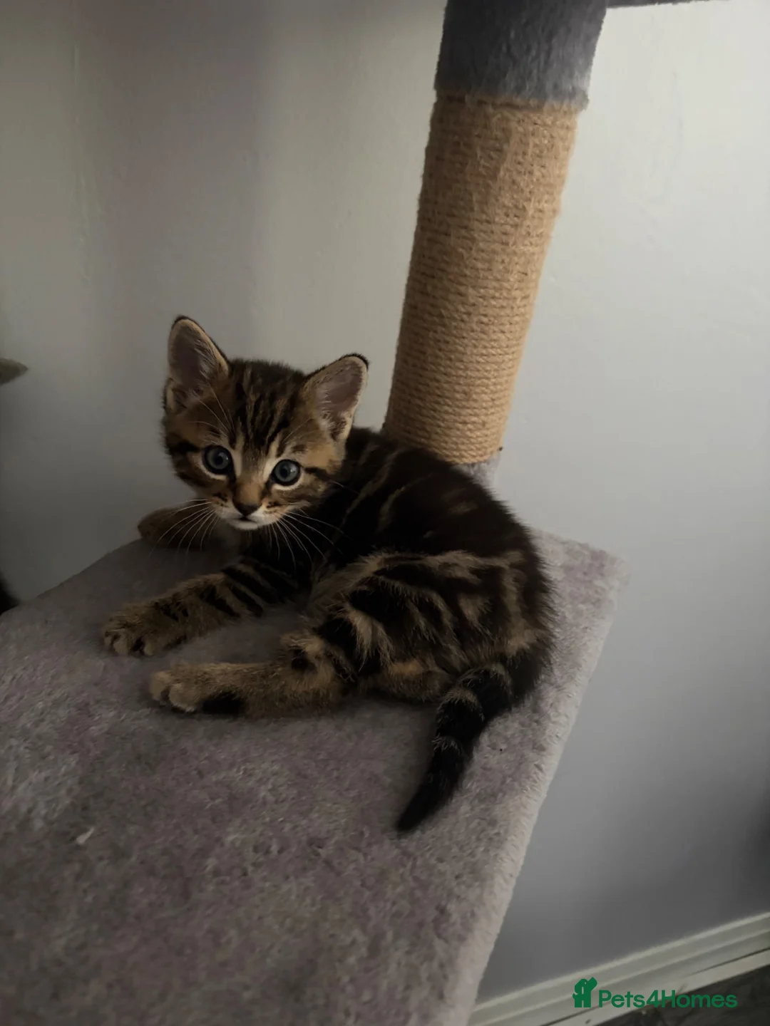 Mixed Breed cats for sale: Kittens  - Advert 9