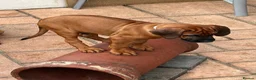 Rhodesian Ridgeback dogs for sale: KC Registered RR Ready for forever Homes 1st July - Advert 2