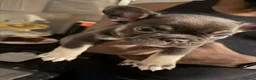French Bulldog dogs for sale: 8 Beautiful French Bulldog Pups – 5 Girls & 3 Boys in Huddersfield - Advert 23