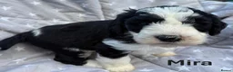 Bernedoodle dogs for sale: Bernedoodle puppies. F1b. Home reared, DNA tested  - Advert 16