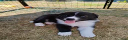 Mixed Breed dogs for sale: Border Collie/Husky Cross Puppies  - Advert 32