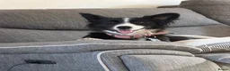 Mixed Breed dogs for sale: Border collie cross female  in Farnborough - Advert 4