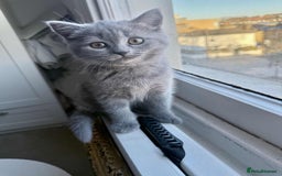 British Shorthair cats for sale: British shorthair kittens London - Image 4
