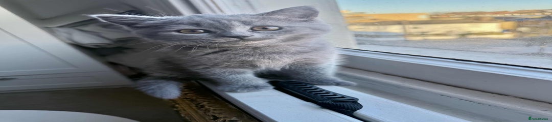 British Shorthair Kitten 2
