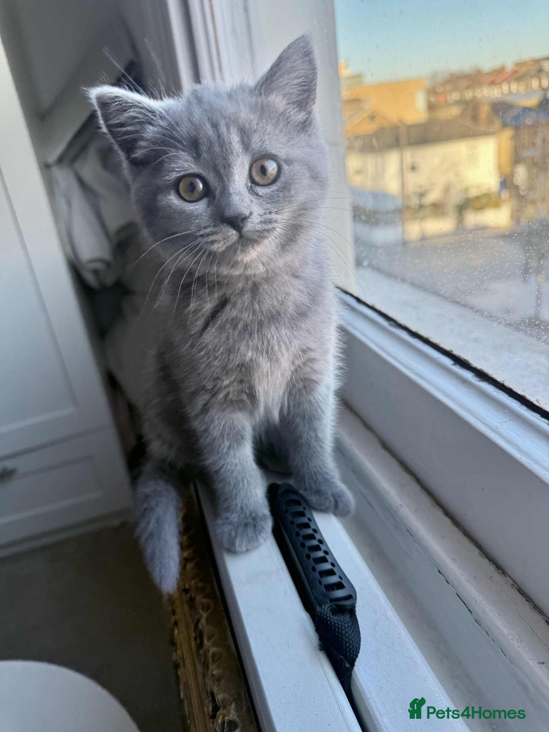 British Shorthair cats for sale: British shorthair kittens London - Image 4