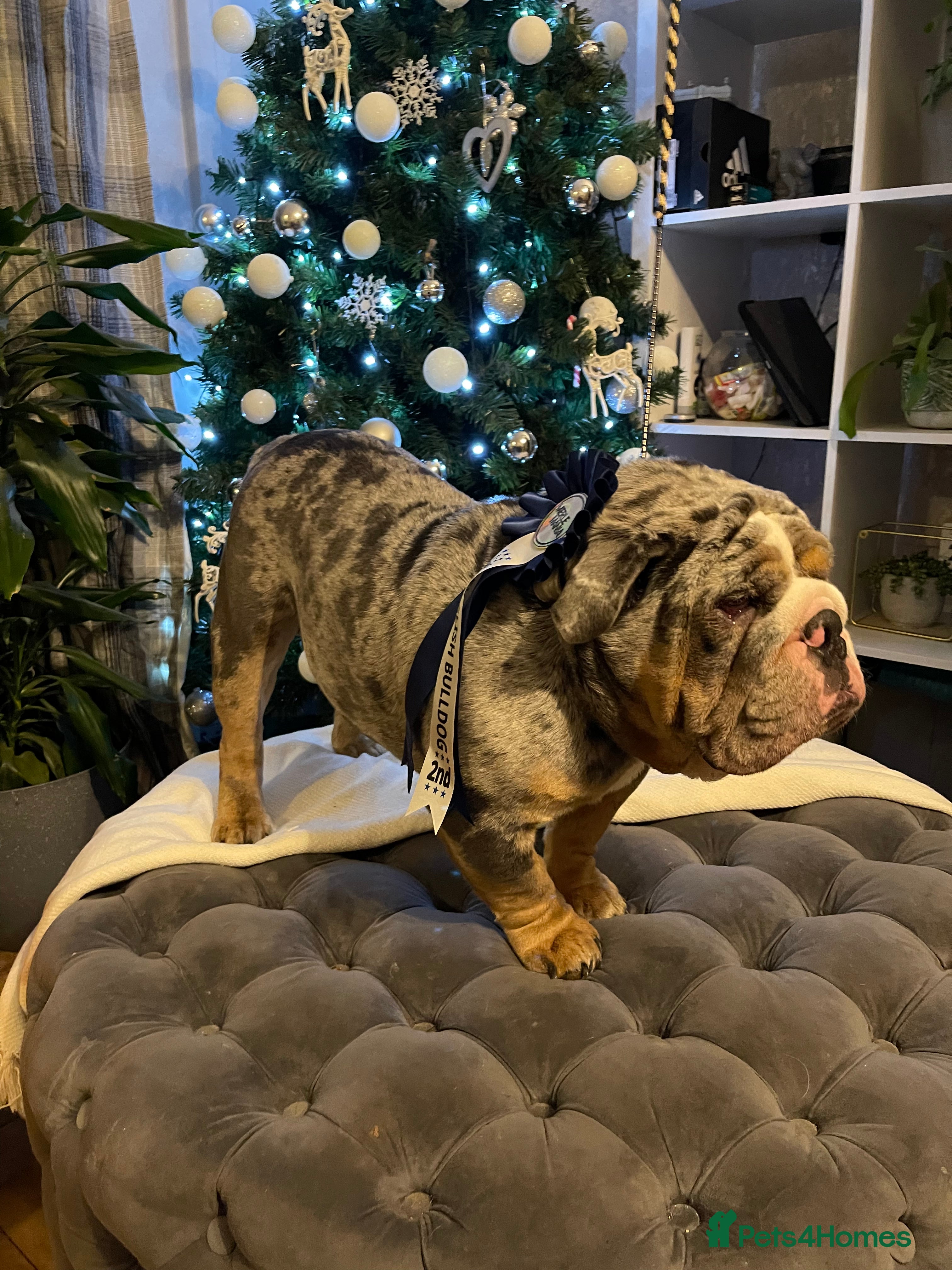 English Bulldog dogs Direct ICEMAN son for stud  in Wirral - Advert 4