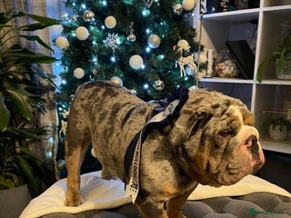 English Bulldog dogs Direct ICEMAN son for stud in Wirral - Advert 1
