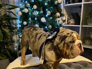 English Bulldog dogs Direct ICEMAN son for stud in Wirral - Advert 8