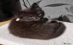 Mixed Breed cats for sale:  ✨ 3 Female Kittens Looking for Forever Homes ✨ - Advert 13