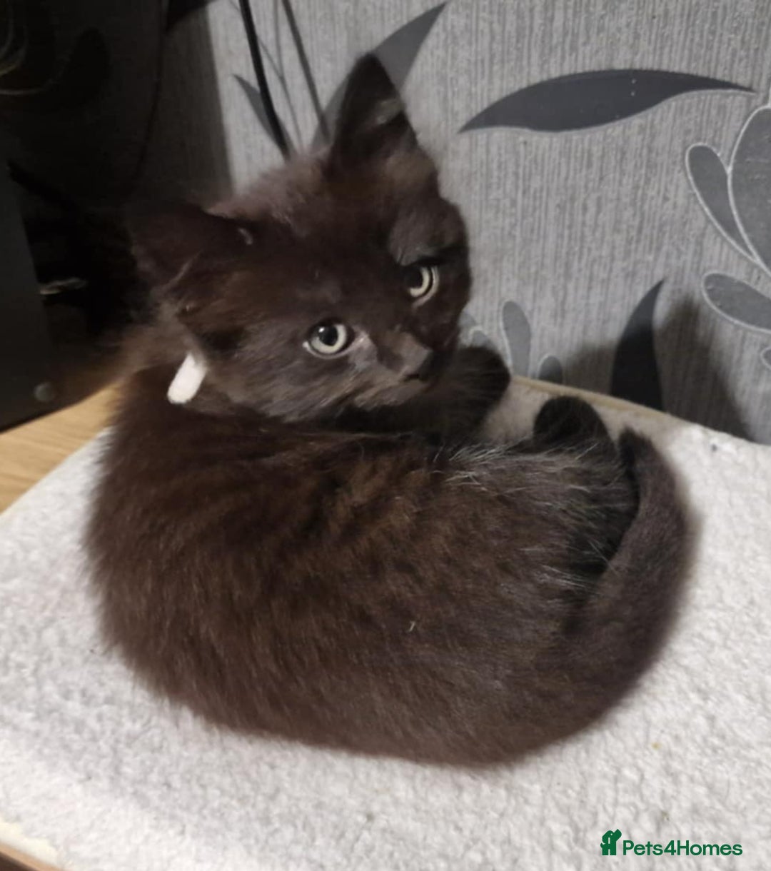 Mixed Breed cats for sale:  ✨ 3 Female Kittens Looking for Forever Homes ✨ - Advert 13