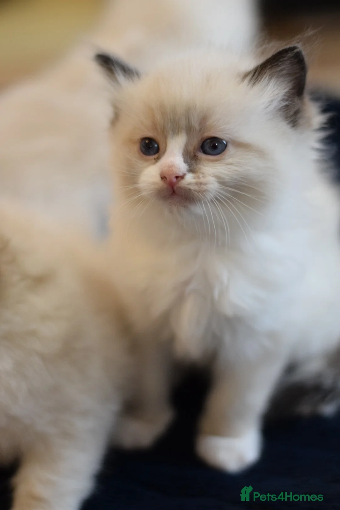 Ragdoll cats for sale: Adorable Ragdoll Kittens Looking for Forever Homes - Advert 13